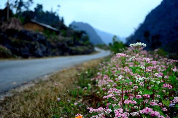 Tháng 10 rủ nhau đi Hà Giang ngắm hoa tam giác mạch