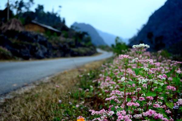 Hoa tam giác mạch nở ven đường. Ảnh: Ngô Huy Hòa (hachi8)