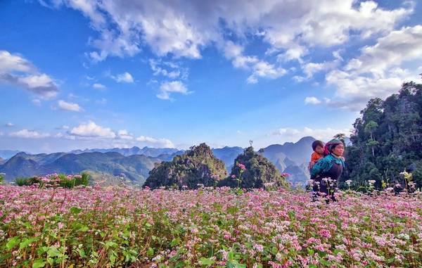 Mẹ đìu con qua cánh đồng tam giác mạch - Ảnh: Boones Nguyen