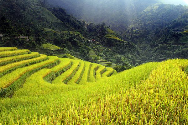 Những thửa ruộng bậc thang tại Hoàng Su Phì. Ảnh: Le Tho/Flickr.com