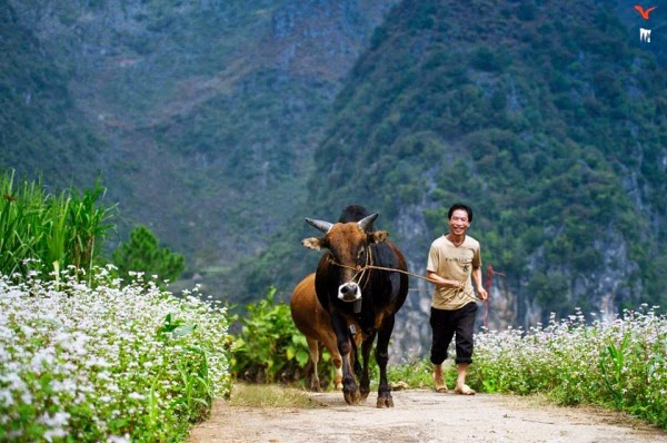 du lịch Hà Giang