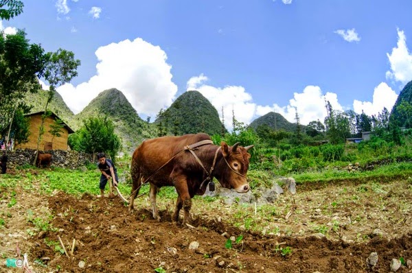 du lịch Hà Giang