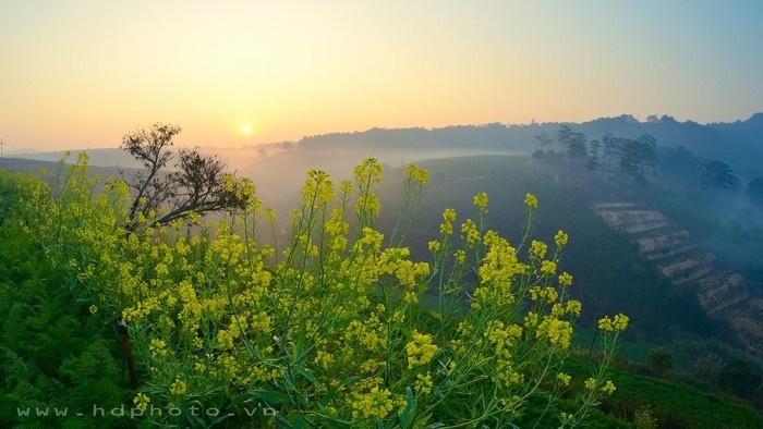 Đà Lạt lập đông, hoa vàng vừa mới nở - Ảnh: HD Photo