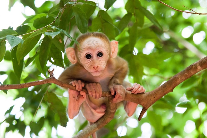 Ngôi nhà của những loài động vật hoang dã dễ thương