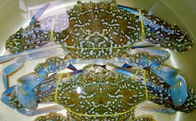 Cách chọn ghẹ ngon khi đi biển