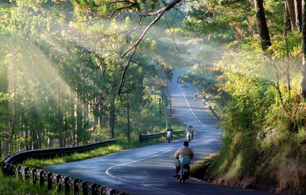 Những đồi thông vi vu là nơi lý tưởng để bạn đổi gió.