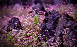 Hà Giang lần đầu tổ chức Lễ hội Hoa tam giác mạch