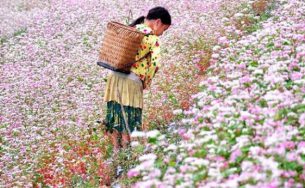 Tam giác mạch bừng sáng đất Thái Nguyên