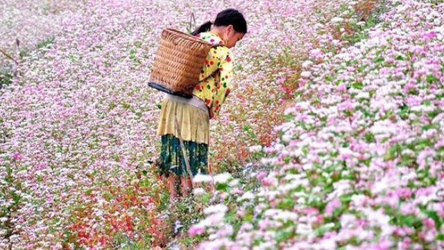 Tam giác mạch bừng sáng đất Thái Nguyên