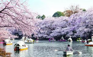 Những địa điểm ngắm hoa anh đào đẹp bạn nên đến một lần trong đời