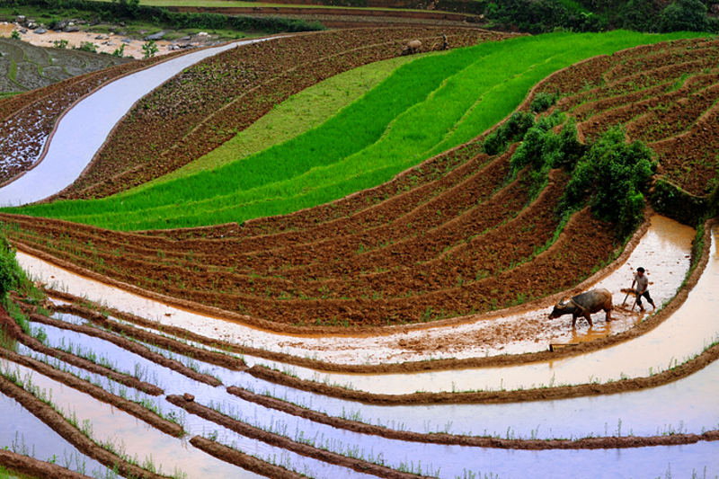 Mù Canh Chải mùa nước đổ