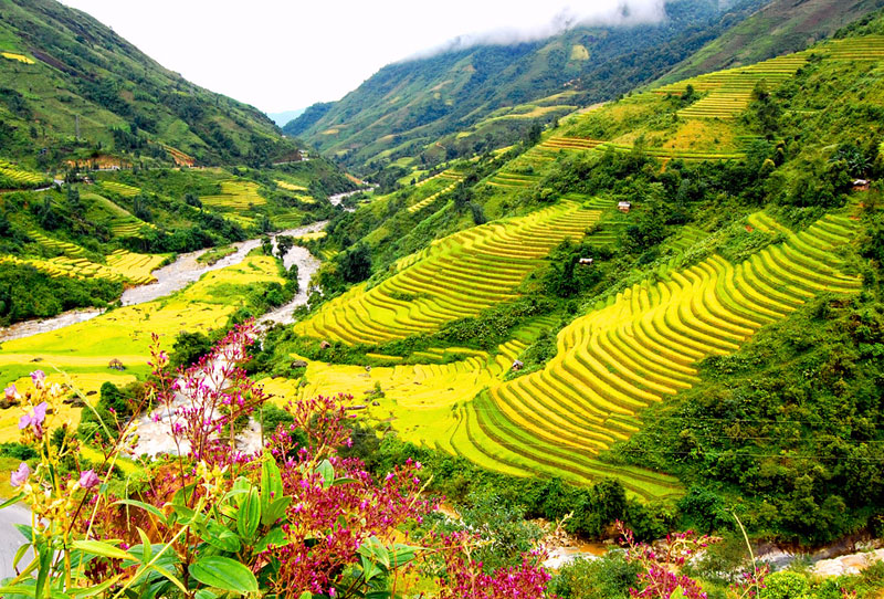 Vào tháng 4 – 5, Sa Pa tràn ngập trong sắc hoa đua nở và những cánh đồng xanh mướt. (Ảnh: Ivivu)