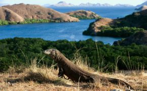 Tham quan đảo Komodo bằng thuyền có gì thú vị ?