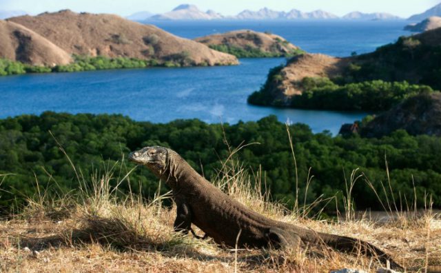 Tham quan đảo Komodo bằng thuyền có gì thú vị ?