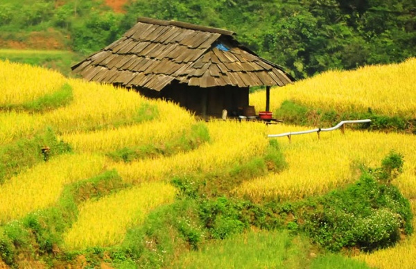 mù cang chai