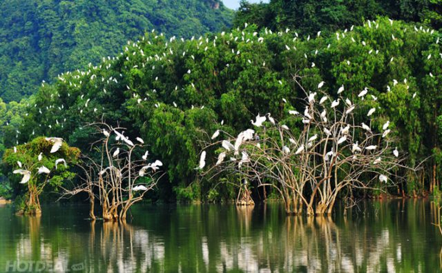 Khu Du Lịch Vườn Chim Thung Nham Ninh Bình