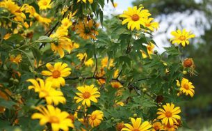 5 trải nghiệm ở Đà Lạt mùa trở gió