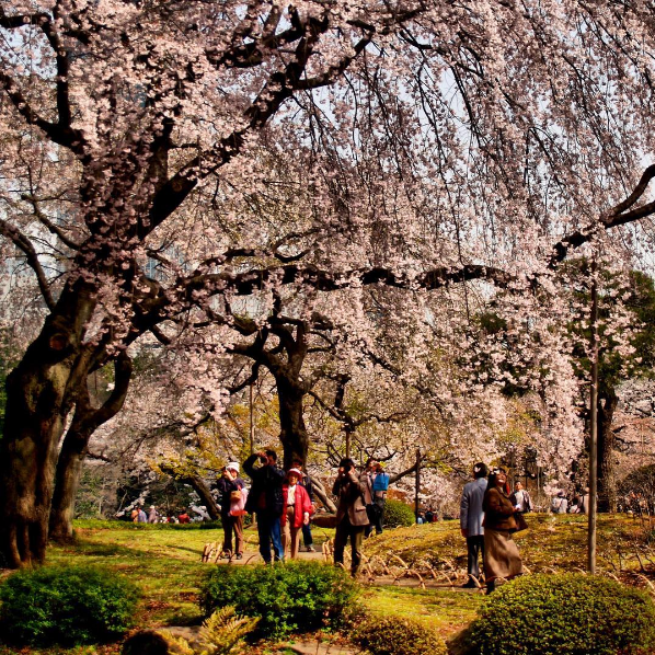 Vườn quốc gia Shinjuku Gyoen nằm ở Shinjuku, vào mùa hoa anh đào nở khu vườn rộng 58,3 ha với hơn 1.000 cây hoa trở nên ấn tượng vô cùng. Nếu đến đây vào cuối tháng 3, bạn sẽ chiêm ngưỡng những cây hoa anh đào nở sớm đầu mùa. Nơi đây hợp với những chuyến dã ngoại cùng gia đình, bạn bè. 