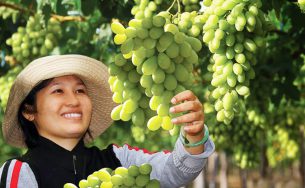 Vườn nho Thái An Ninh Thuận