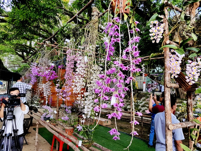 Mùa hoa sưa Tam Kỳ Mùa hoa sưa Tam Kỳ