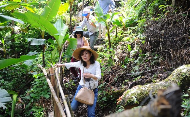 Mở tour du lịch miễn phí đến vùng sâm Ngọc Linh