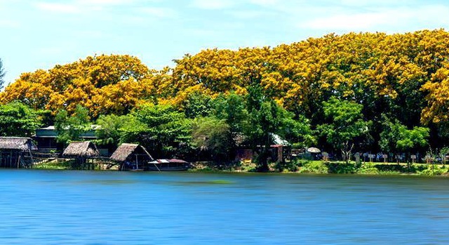 Mùa hoa sưa Tam Kỳ Mùa hoa sưa Tam Kỳ