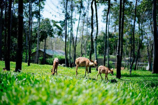 Vinpearl Safari Phú Quốc – Trải nghiệm “Tết mới”,  gắn kết thiên nhiên  - 3