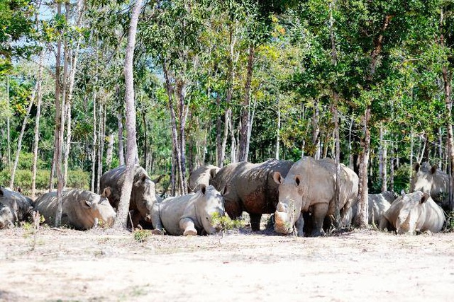 Vinpearl Safari Phú Quốc – Trải nghiệm “Tết mới”,  gắn kết thiên nhiên  - 8