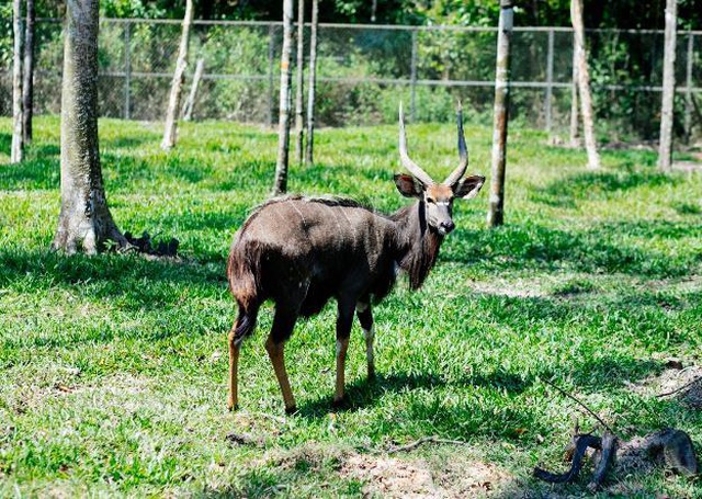 Vinpearl Safari Phú Quốc – Trải nghiệm “Tết mới”,  gắn kết thiên nhiên  - 10