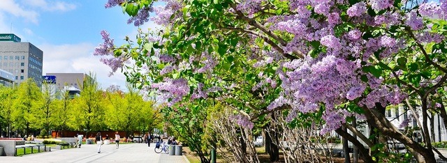 Hokkaido - Màu áo hoa rực rỡ của mùa xuân - 1 Hokkaido - Màu áo hoa rực rỡ của mùa xuân - 1