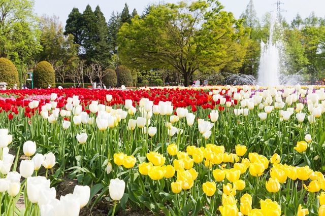Hokkaido - Màu áo hoa rực rỡ của mùa xuân - 2 Hokkaido - Màu áo hoa rực rỡ của mùa xuân - 2