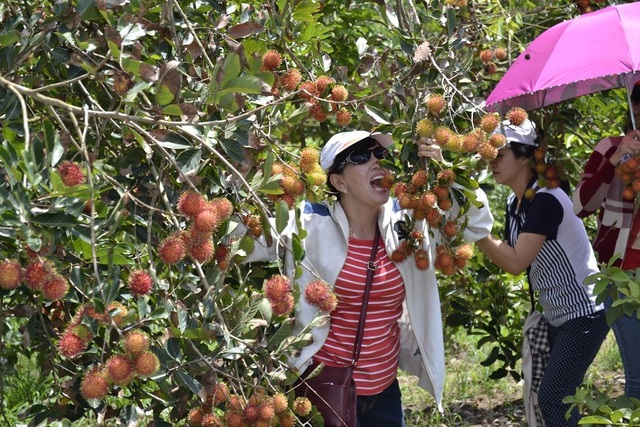 Khám phá sông nước miệt vườn Đồng Bằng sông Cửu Long - 3 Khám phá sông nước miệt vườn Đồng Bằng sông Cửu Long - 3
