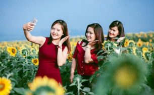 Lễ hội hoa hướng dương 2019 sẽ diễn ra trong 3 ngày