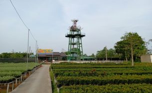 Tết này đến làng hoa Sa Đéc… tha hồ ngăm hoa từ trên cao