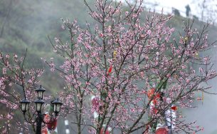 Chiêm ngưỡng những giống đào quý hiếm chỉ có tại Fansipan