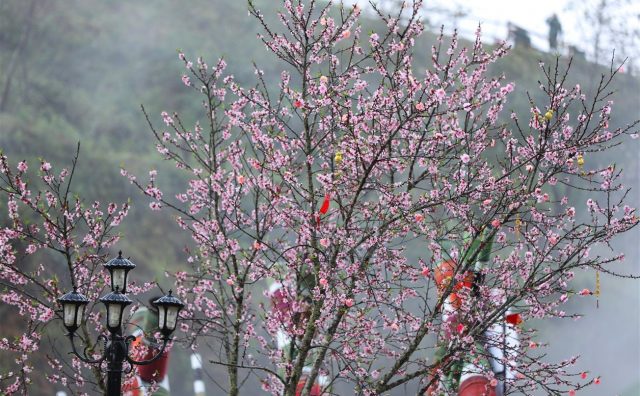 Chiêm ngưỡng những giống đào quý hiếm chỉ có tại Fansipan