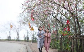 Ngẩn ngơ chẳng muốn về trước vườn đào lớn nhất Sa Pa nơi chân núi Fansipan