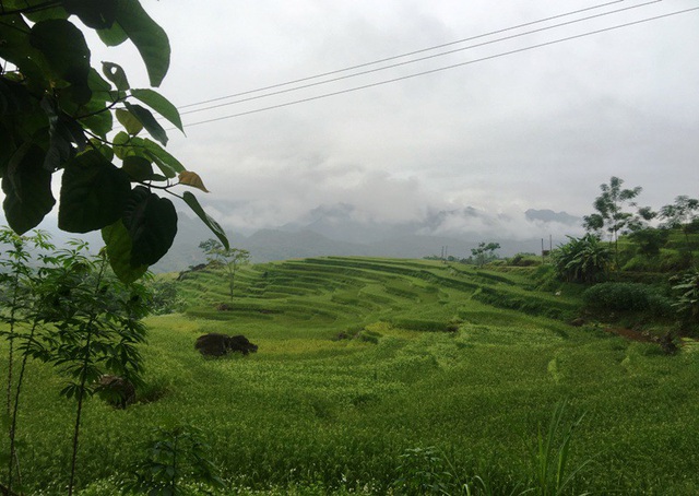 Những ruộng lúa bậc thang xanh ngút ngàn.