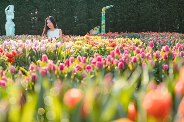 Tết đến Bà Nà, chiêm ngưỡng 1,5 triệu bông tulip khoe sắc - 4 Tết đến Bà Nà, chiêm ngưỡng 1,5 triệu bông tulip khoe sắc - 4