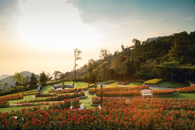 Tết đến Bà Nà, chiêm ngưỡng 1,5 triệu bông tulip khoe sắc - 1 Tết đến Bà Nà, chiêm ngưỡng 1,5 triệu bông tulip khoe sắc - 1