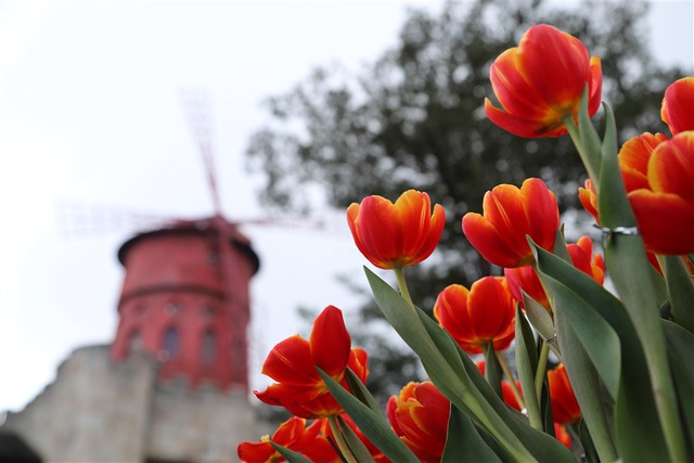 Một triệu bông tulip khoe sắc trên đỉnh Bà Nà - Ảnh 3.