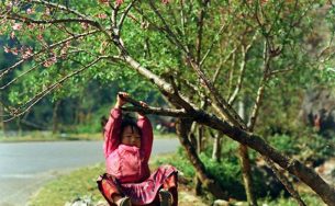 Ngắm hoa đào nở muộn tuyệt đẹp trên cao nguyên đá Đồng Văn