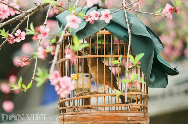 Ngắm hoa đào nở muộn tuyệt đẹp trên cao nguyên đá Đồng Văn - 9