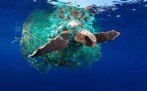 Ngắm những tuyệt phẩm chiến thắng trong cuộc thi Nhiếp ảnh dưới nước năm 2019