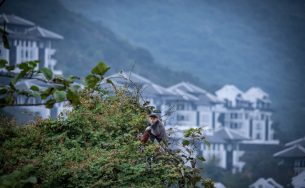 Thần thái Tourane ở bán đảo Sơn Trà