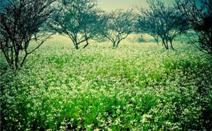Hấp dẫn tour du lịch theo mùa hoa