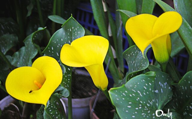 Dán tem cho hoa Đà Lạt