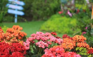 Đắm say sắc hoa Bà Nà Hills