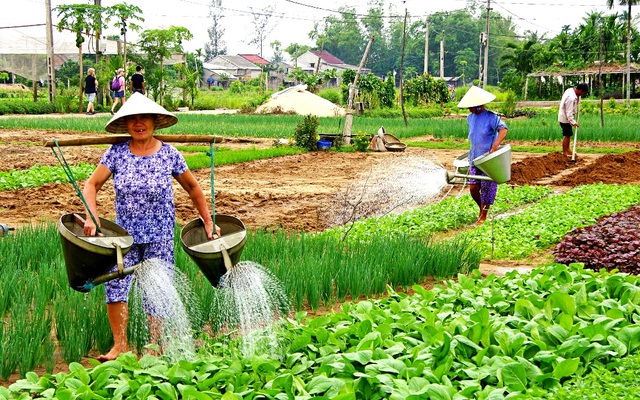 Làng rau Trà Quế là một trong những địa điểm mà du khách không thể bỏ qua khi đến Hội An