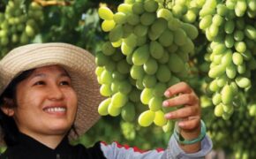 Đột nhập vào “thủ phủ” của “nữ hoàng” trên vùng đất nắng